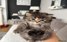 Mixed Breed cats for sale: 5 Beautiful Ragdoll x Kittens  - Image 7