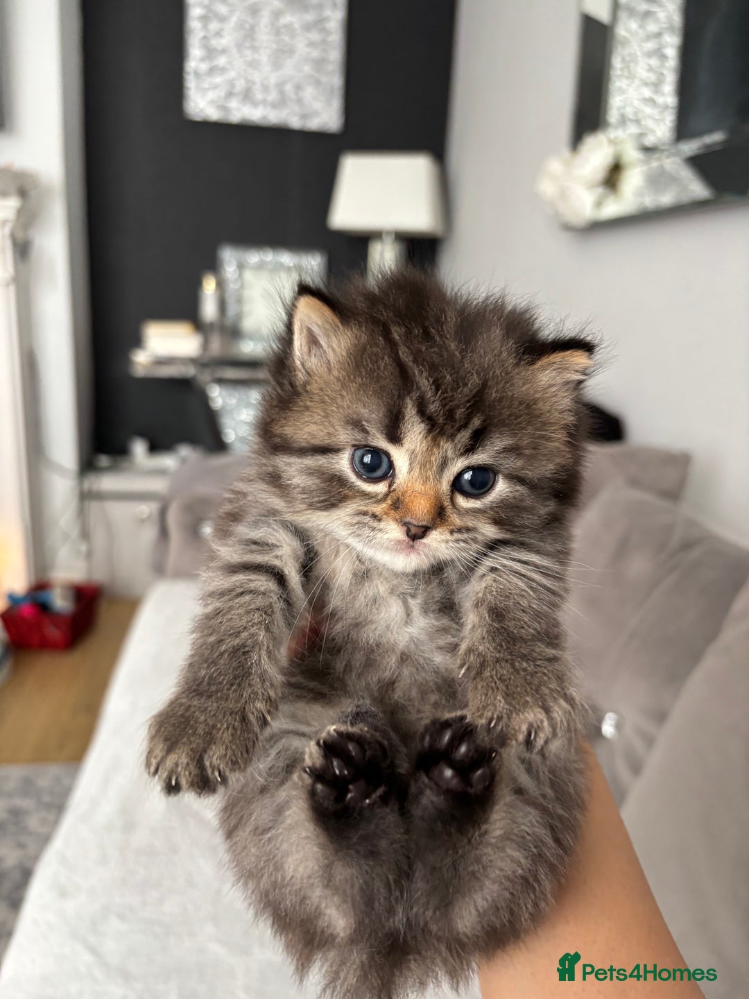 Mixed Breed cats for sale: 5 Beautiful Ragdoll x Kittens  - Image 7