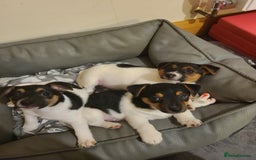 Jack Russell dogs for sale: Jack Russell Puppies - Image 1