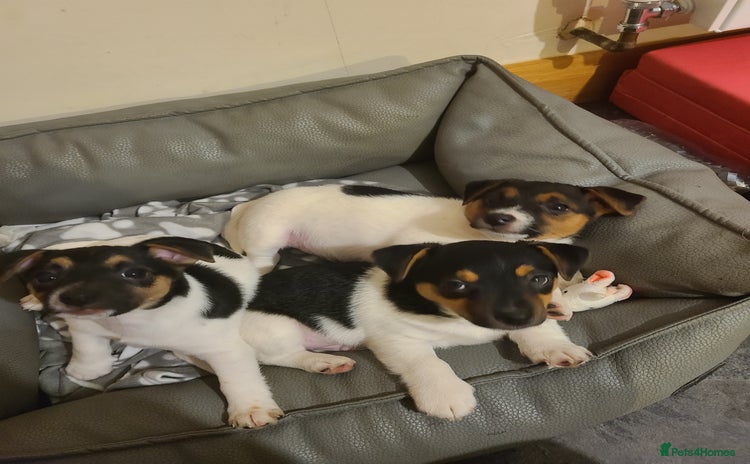 Jack Russell dogs - Advert 15