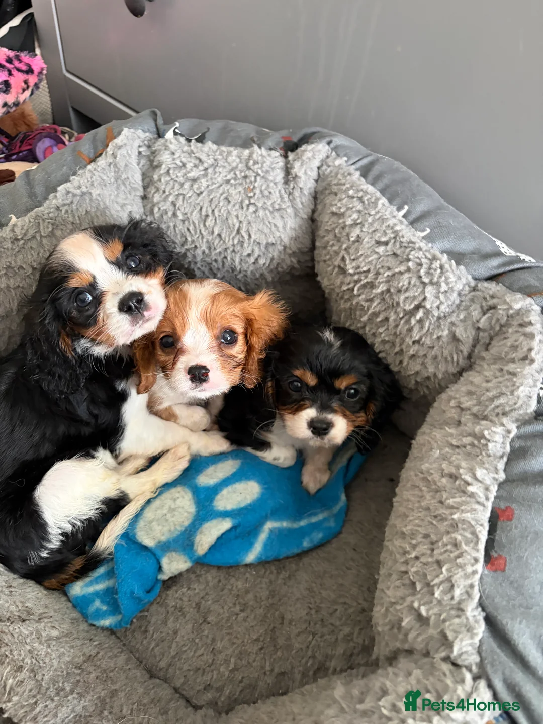 Cavalier King Charles Spaniel dogs for sale: Cavalier King Charles puppies  - Advert 2