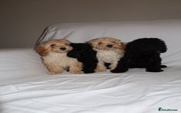 Poodle dogs for sale: Poodle puppies  - Image 5