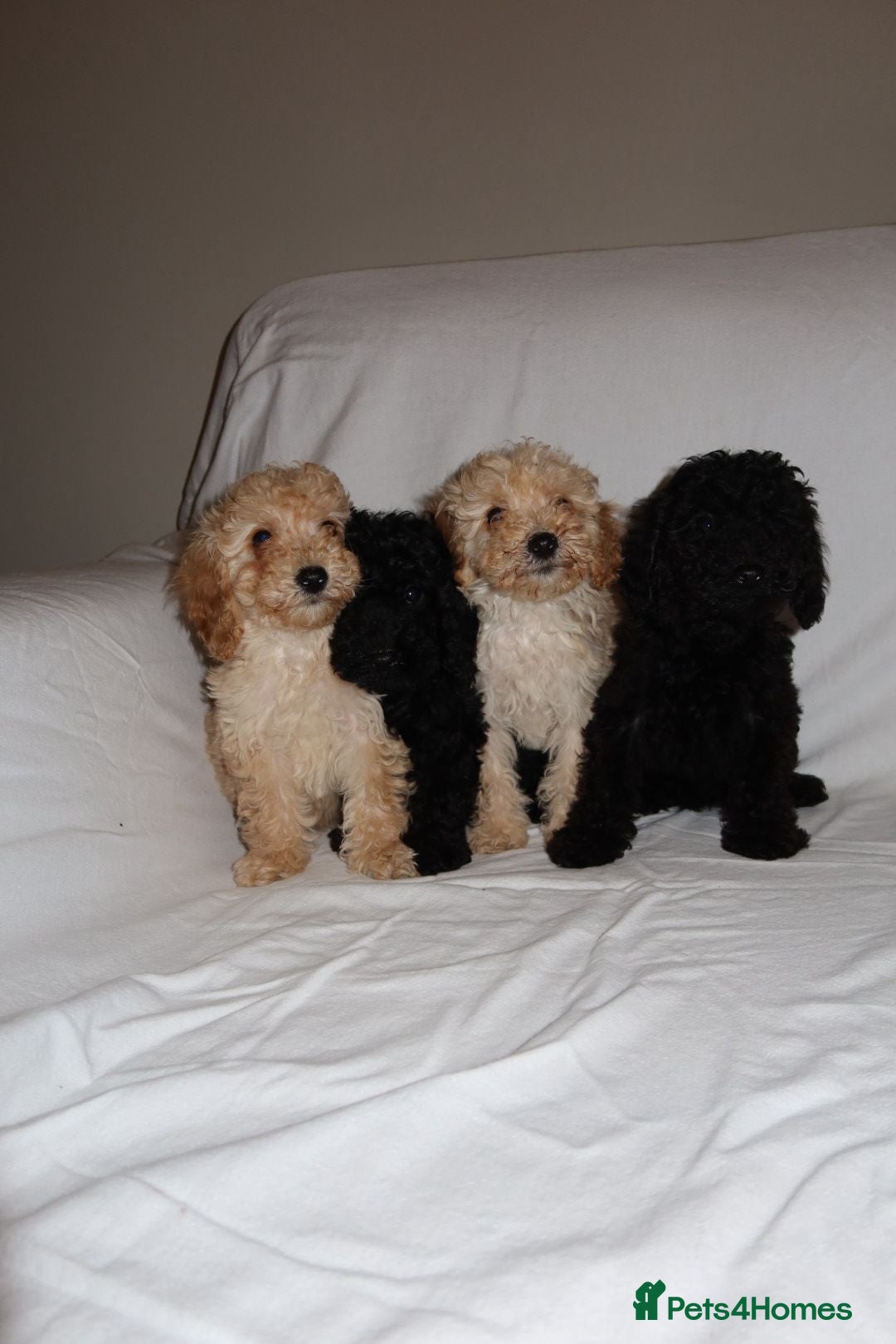 Poodle dogs for sale: Poodle puppies  - Image 5