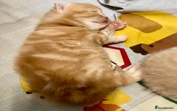 British Shorthair cats for sale: Rare colors British Shorthair kittens - Image 6