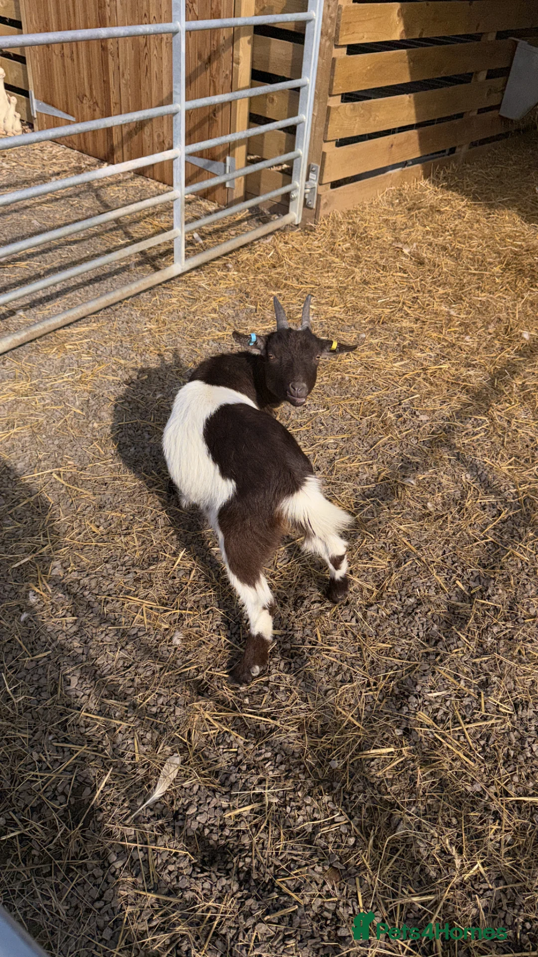 Goats livestock for sale: Pygmy goat nannie  - Advert 3
