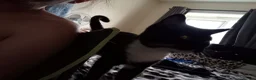 British Longhair cats for sale: Black and white cat for rehome - Advert 2