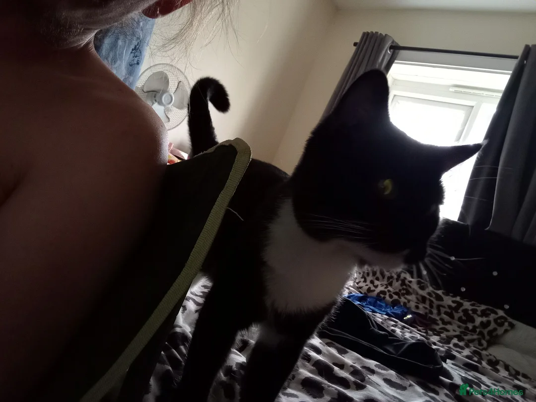 British Longhair cats for sale: Black and white cat for rehome - Advert 2