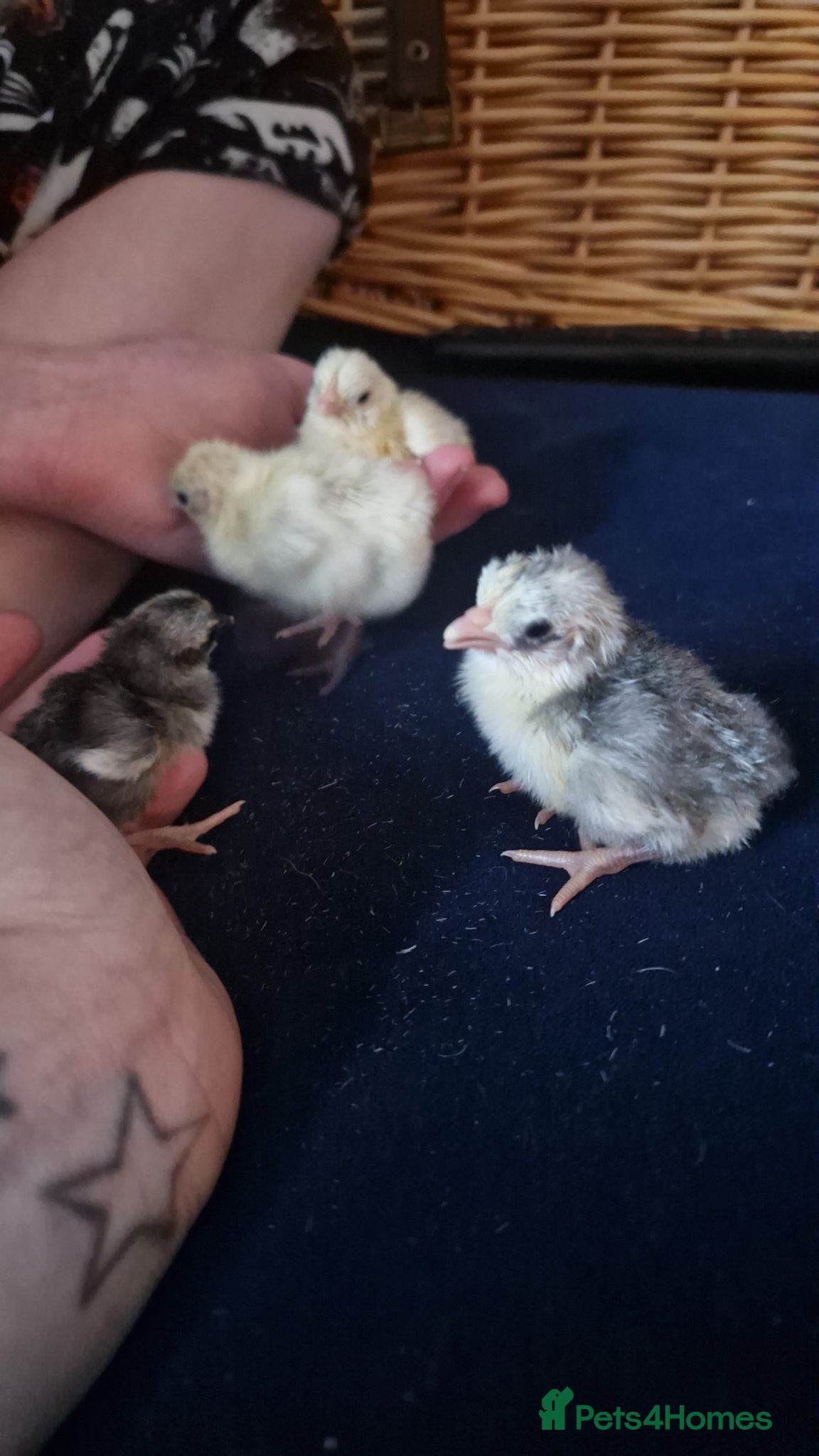 Chickens poultry Malaysian serama chicks  - Advert 15