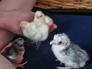 Chickens poultry Malaysian serama chicks - Advert 15