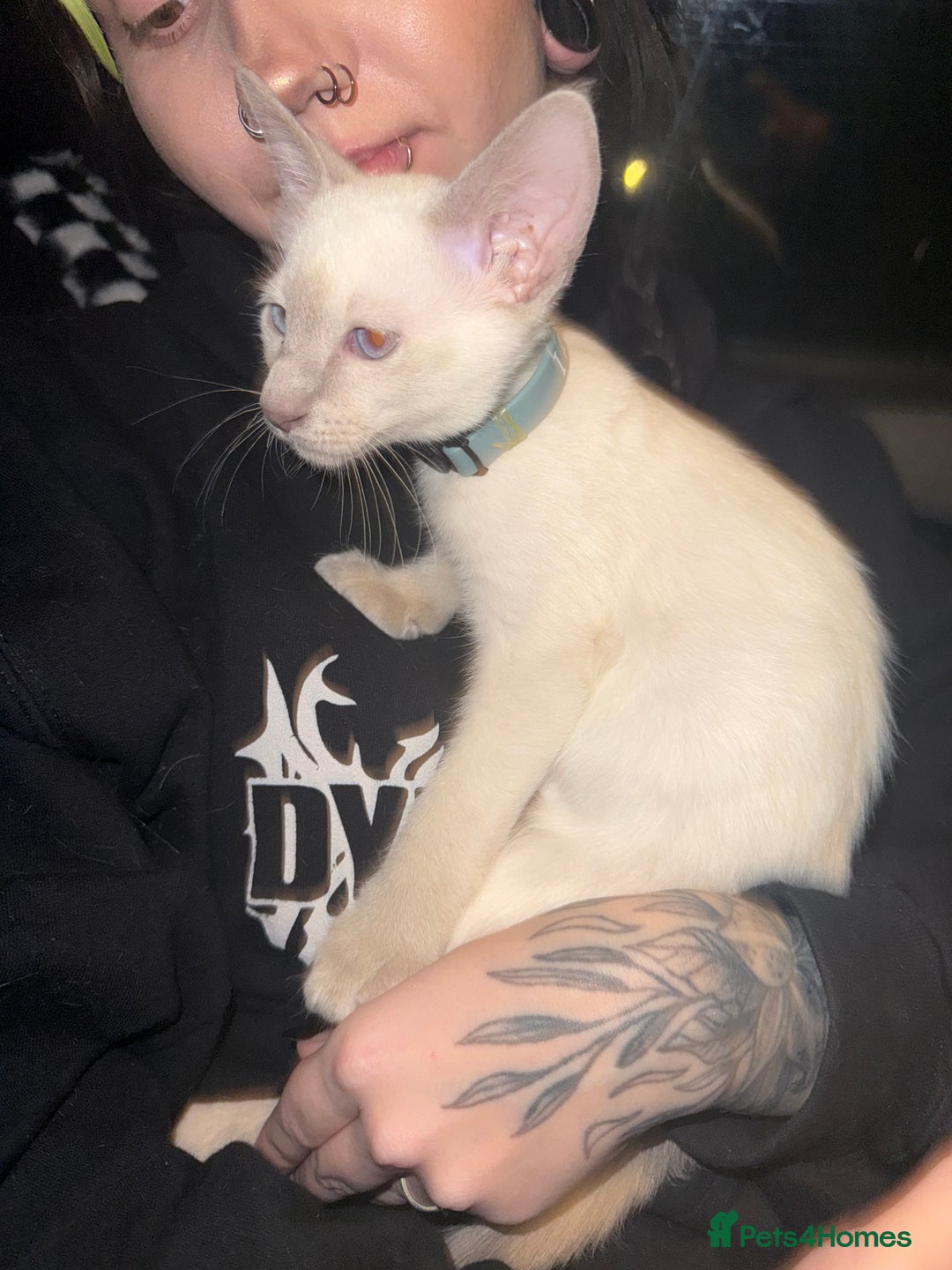 Siamese cats for sale: oriental siamese male - Advert 9