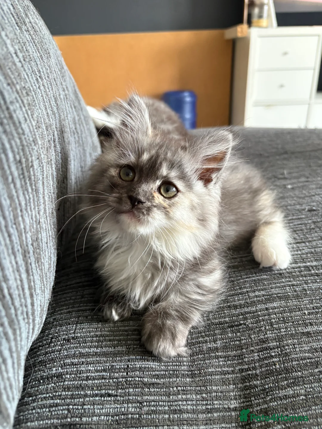 Munchkin cats for sale: Persian Munchkin kittens  - Advert 1