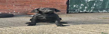 Labrador Retriever 1