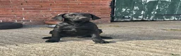 Labrador Retriever dogs for sale: OUTSTANDING LITTER OF BLACK & YELLOW PUPPIES - Advert 12