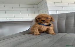 Cockapoo dogs for sale: OUTSTANDING Red Cockapoo Puppies  - Image 6