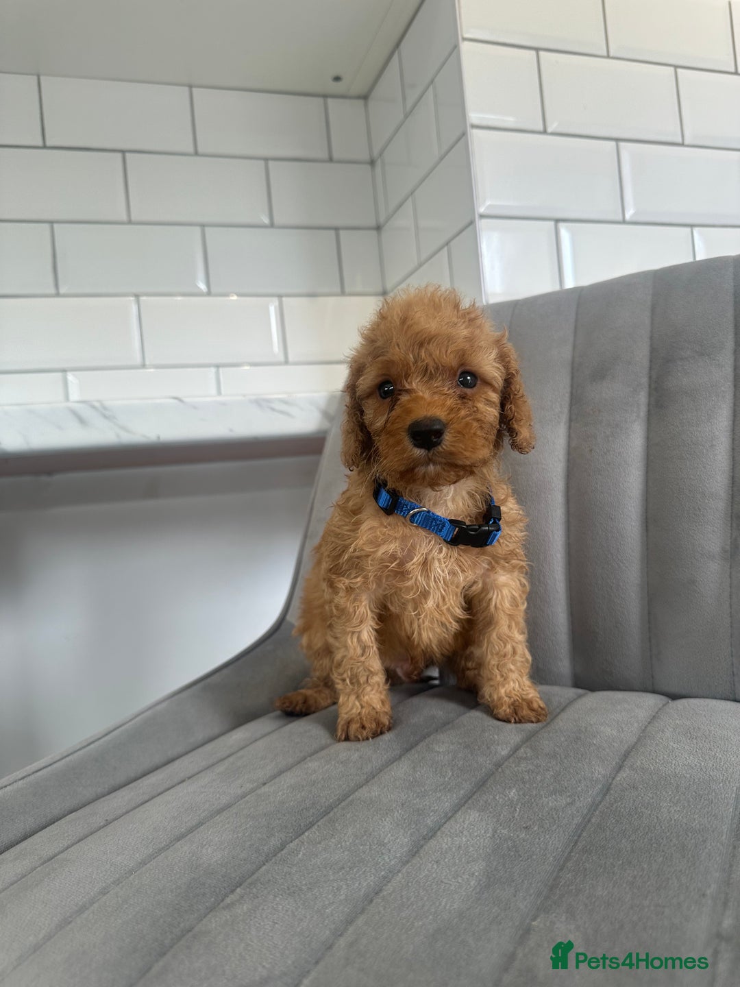 Cockapoo dogs for sale: OUTSTANDING Red Cockapoo Puppies  - Image 6