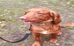 Cocker Spaniel dogs for sale: Simba  - Image 3