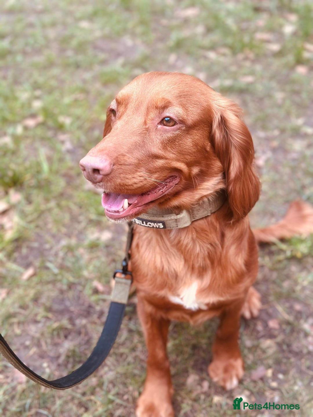 Cocker Spaniel dogs for sale: Simba  - Image 3