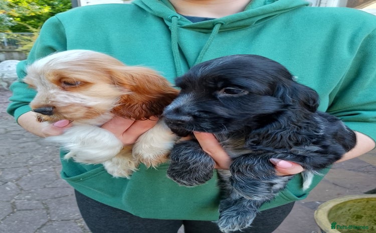Cocker Spaniel dogs - Advert 9