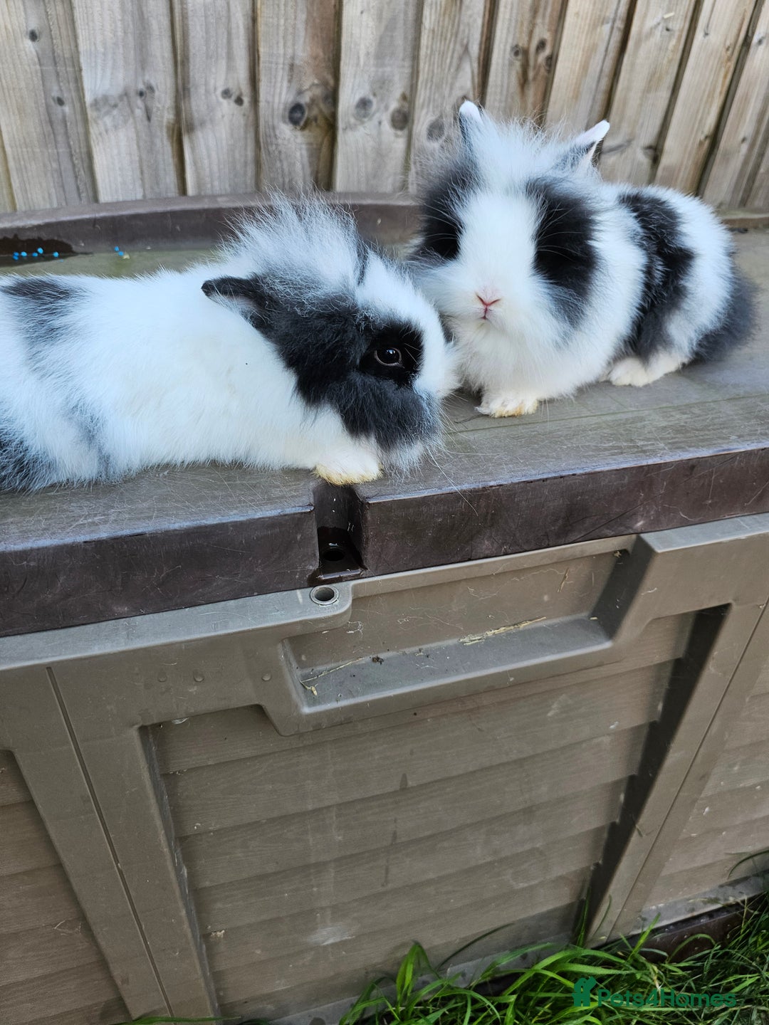 Lionhead rabbits for sale: Mini Lionhead rabbits for sale (male and female) - Image 7