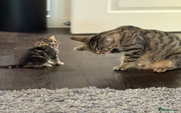 Mixed Breed cats for sale: Kittens looking for forever home  - Image 7