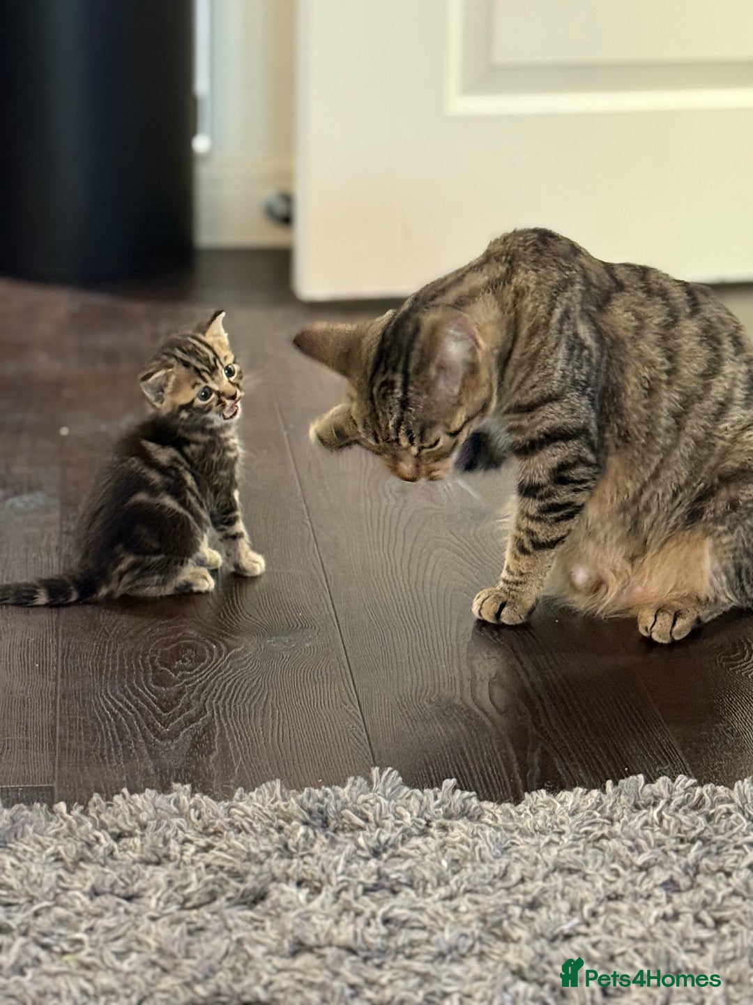 Mixed Breed cats for sale: Kittens looking for forever home  - Image 7