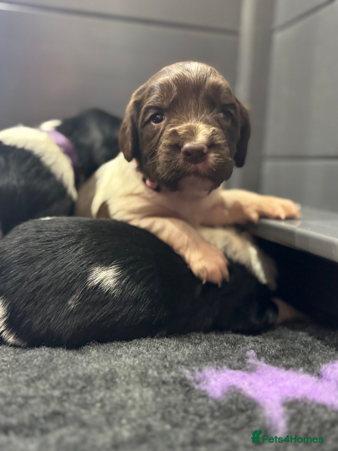 English Springer Spaniel dogs for sale: Hip/Elbow Scored and Health Tested, KC Springers  - Advert 6