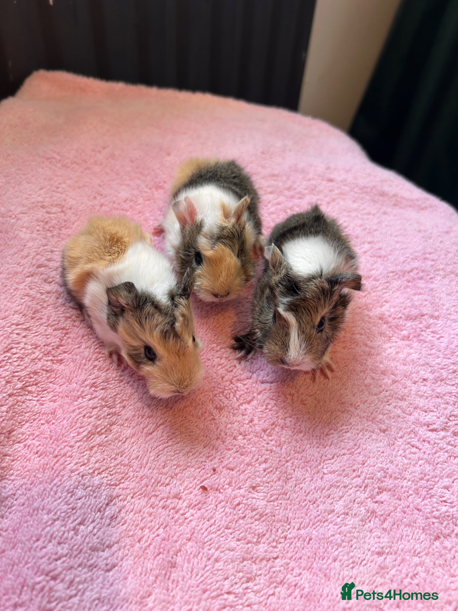 Guinea Pig rodents 2 pairs of sow Peruvians and a jet black boar peru - Advert 1