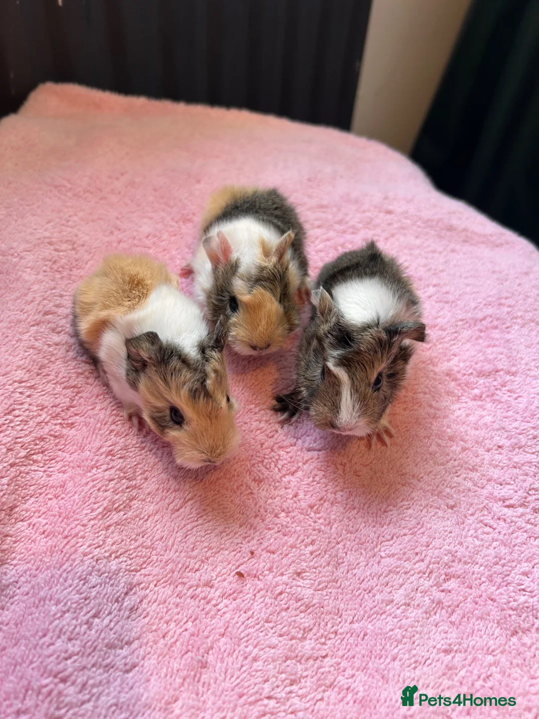 Guinea Pig rodents for sale: 2 pairs of sow Peruvians and a jet black boar peru - Advert 1