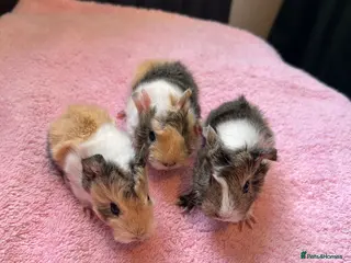 Guinea Pig rodents 2 pairs of sow Peruvians and a jet black boar peru - Advert 1