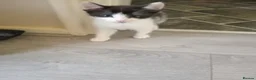 Mixed Breed cats for sale: Two female kittens  - Advert 2
