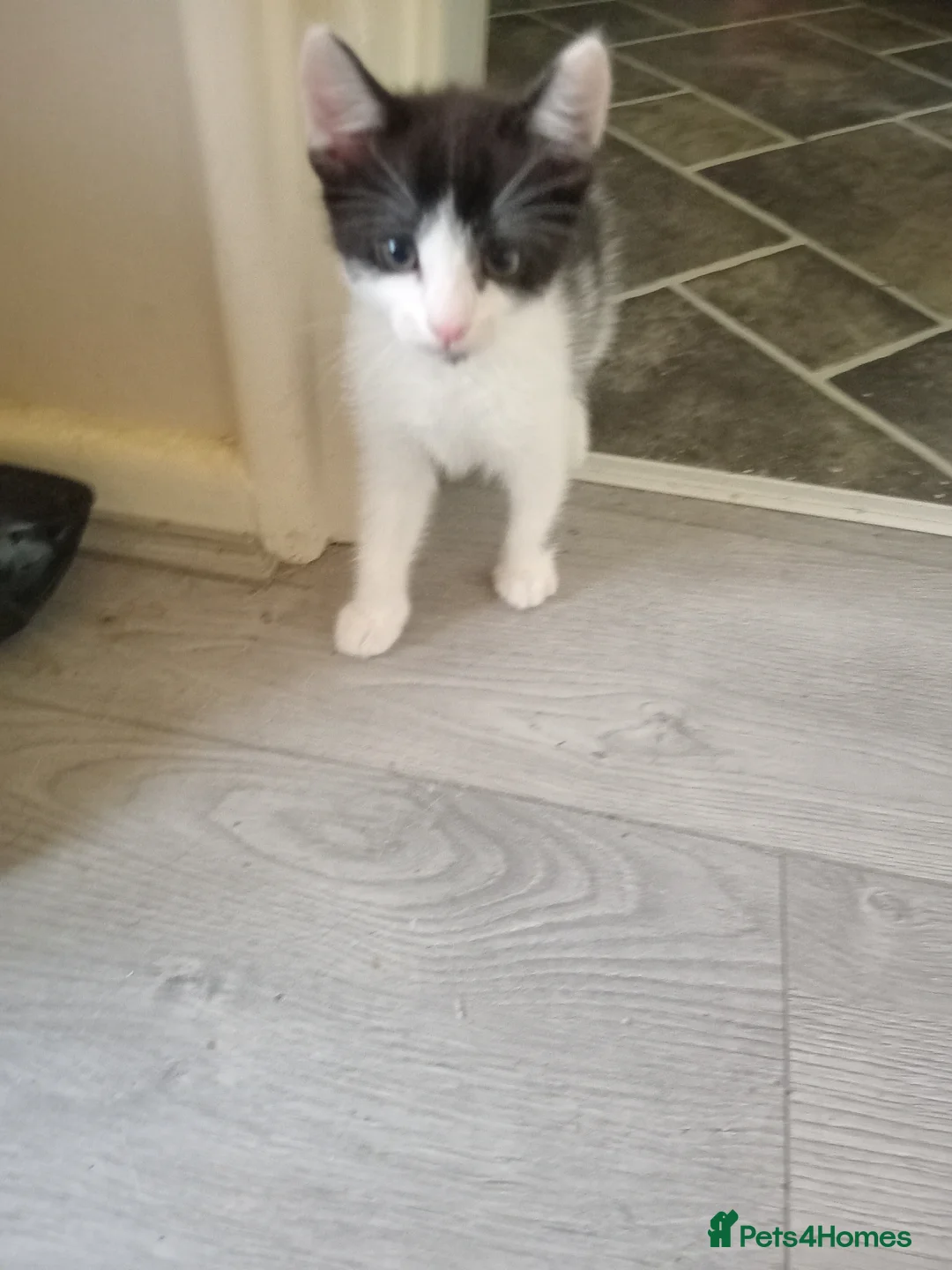 Mixed Breed cats for sale: Two female kittens  - Advert 2