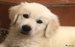 Golden Retriever dogs for sale: Home bred Chunky cream Goldie pups - Image 15