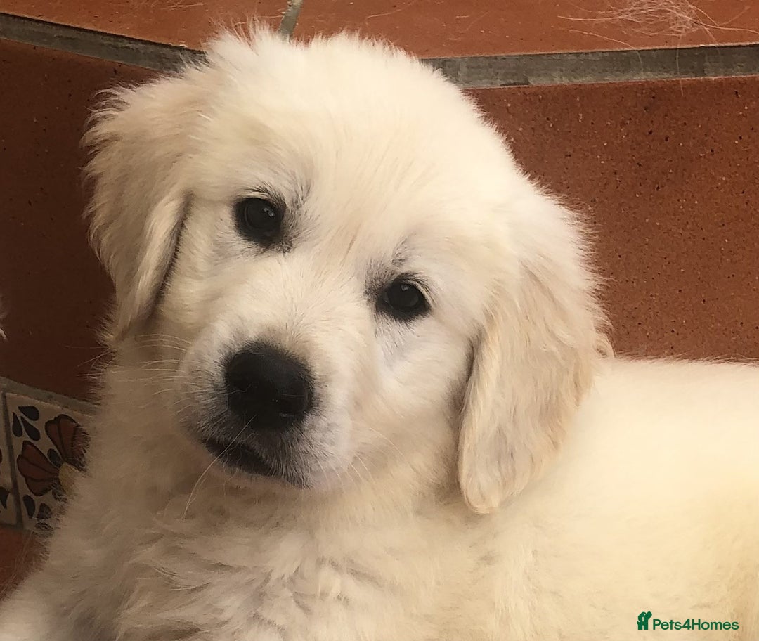Golden Retriever dogs for sale: Home bred Chunky cream Goldie pups - Image 15