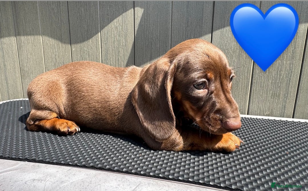 Miniature Dachshund dogs for sale: Beautiful Miniature Dachshund puppies - Image 3