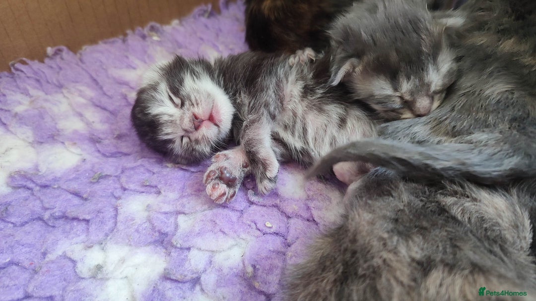 Maine Coon cats for sale: Fully health tested and Tica registered  in Great Missenden - Image 12