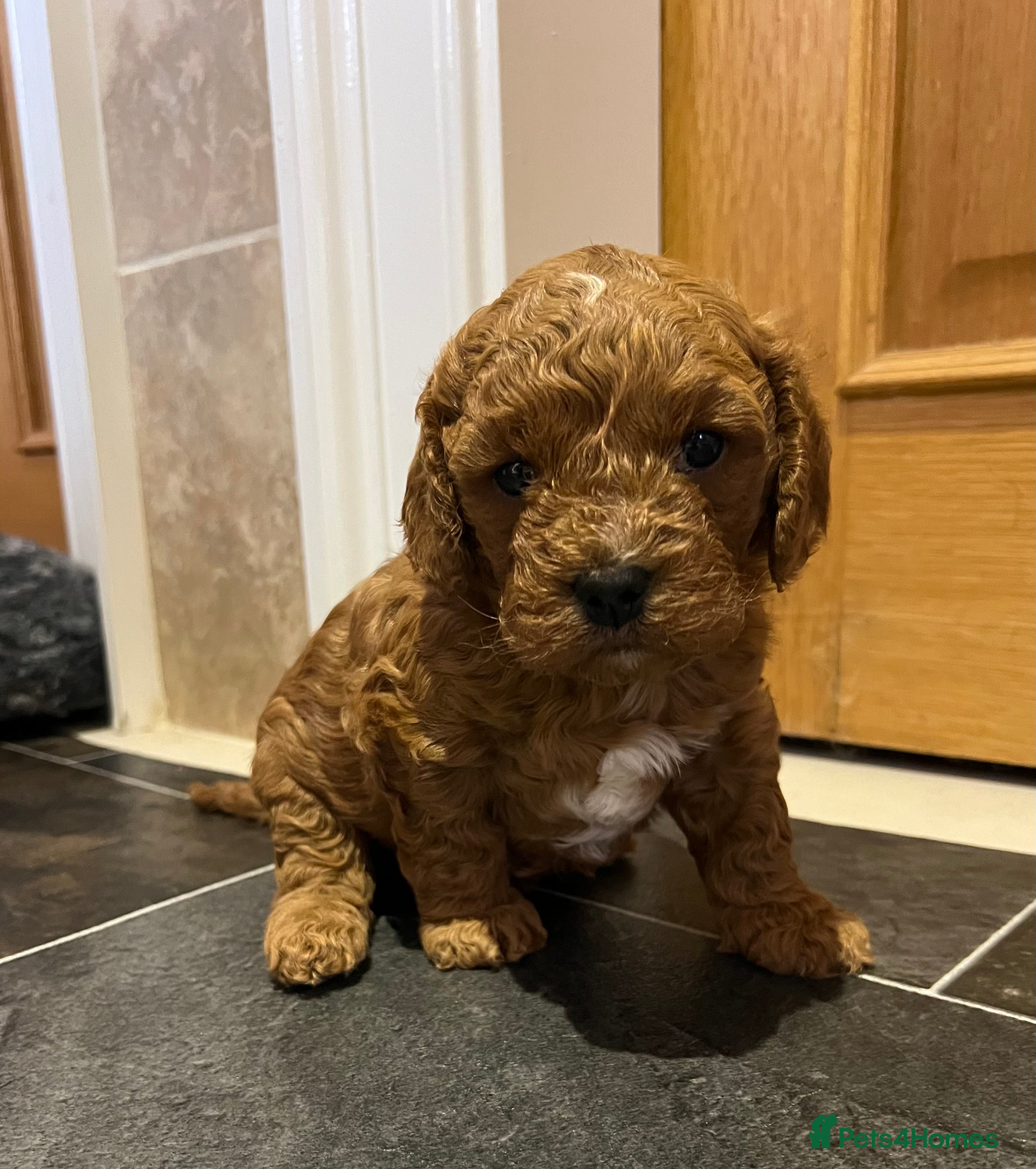 Cavapoo dogs Stunning F2 Bitch Available  - Advert 3
