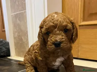 Cavapoo dogs Stunning F2 Bitch Available - Advert 3