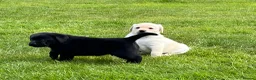 Labrador Retriever dogs for sale: Pedigree Labrador puppies - Advert 6