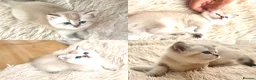 Scottish Fold cats for sale: Scottish Fold Kittens – Golden & Blue Eyed Babies - Advert 8