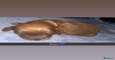 Cockapoo dogs - Advert 6