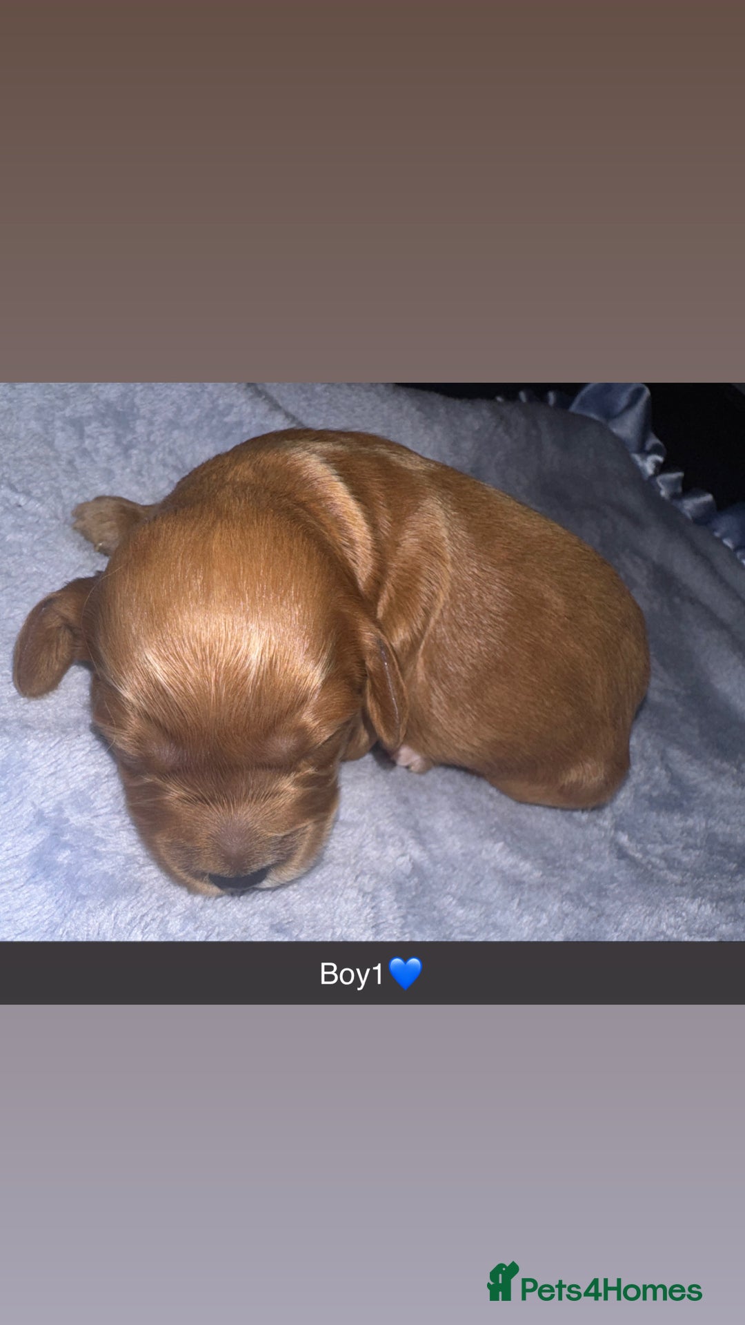 Cockapoo dogs for sale: Toy F1B cockapoo  - Image 2