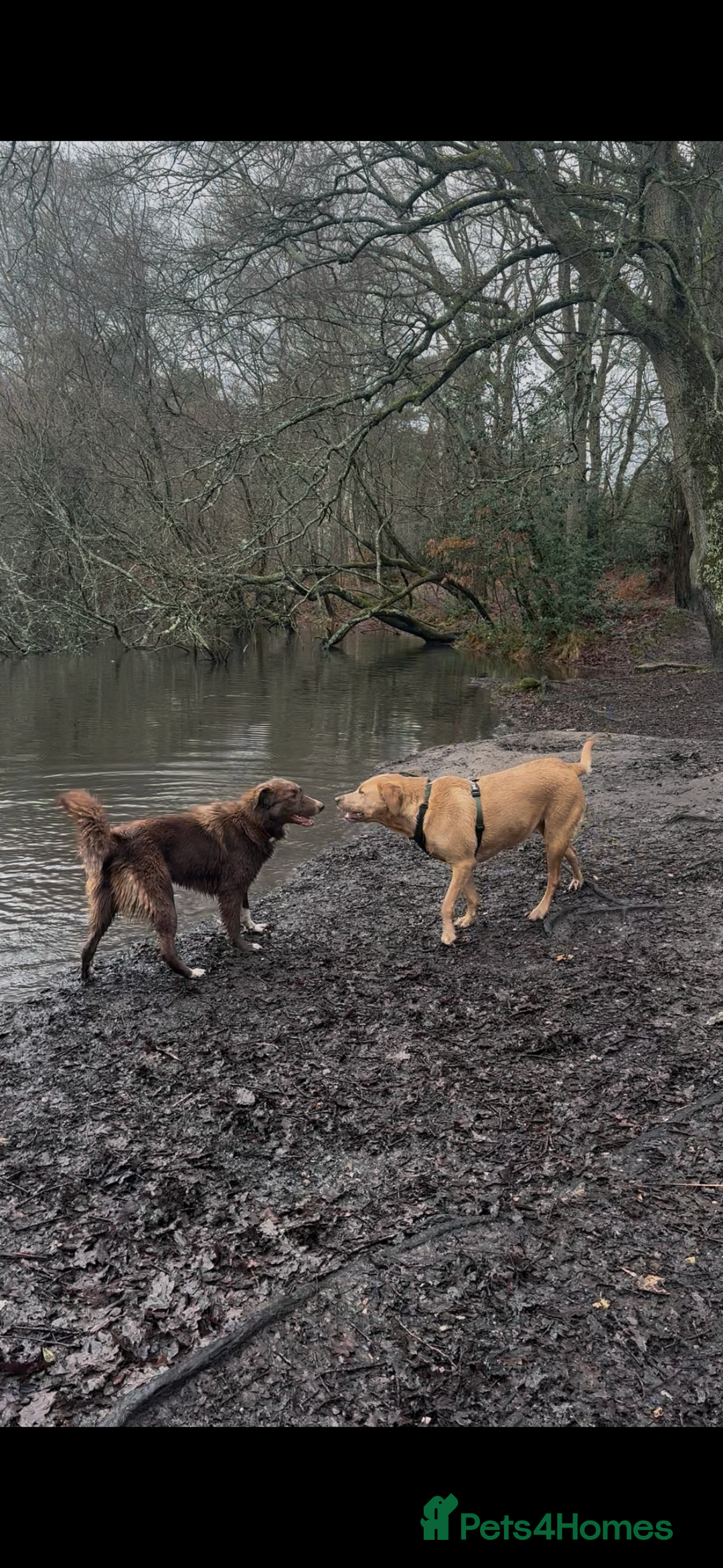 Mixed Breed dogs for sale: Sophie the Australian Shepherd Looking for Home - Advert 5