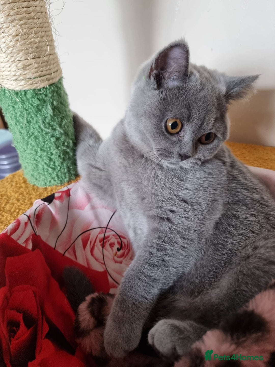 British Shorthair cats for sale:  To Go Now 3 Female Ready GCCF Healthy Pedigree - Advert 19