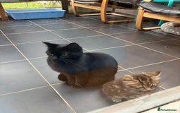 Mixed Breed cats for sale: Three Cute Kittens Available  - Advert 10