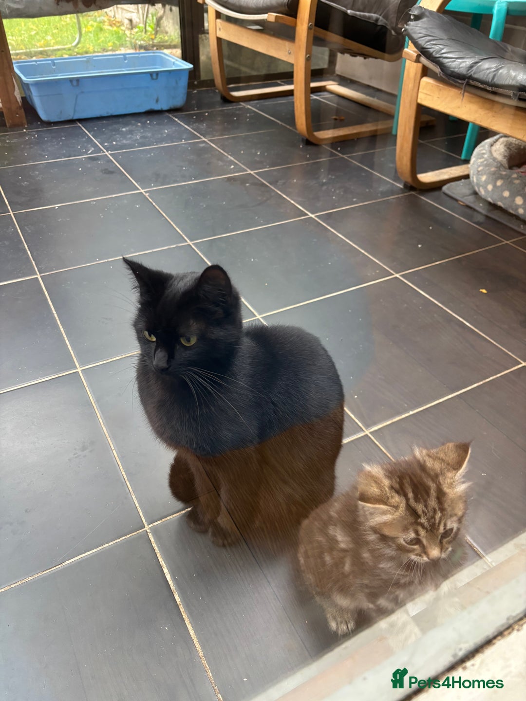 Mixed Breed cats for sale: Three Cute Kittens Available  - Advert 10