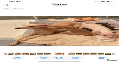 Italian Greyhound dogs ITALIAN GREYHOUND PUPPIES  - Advert 3