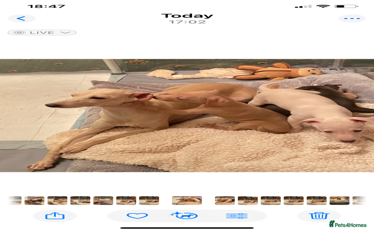 Italian Greyhound dogs - Advert 13