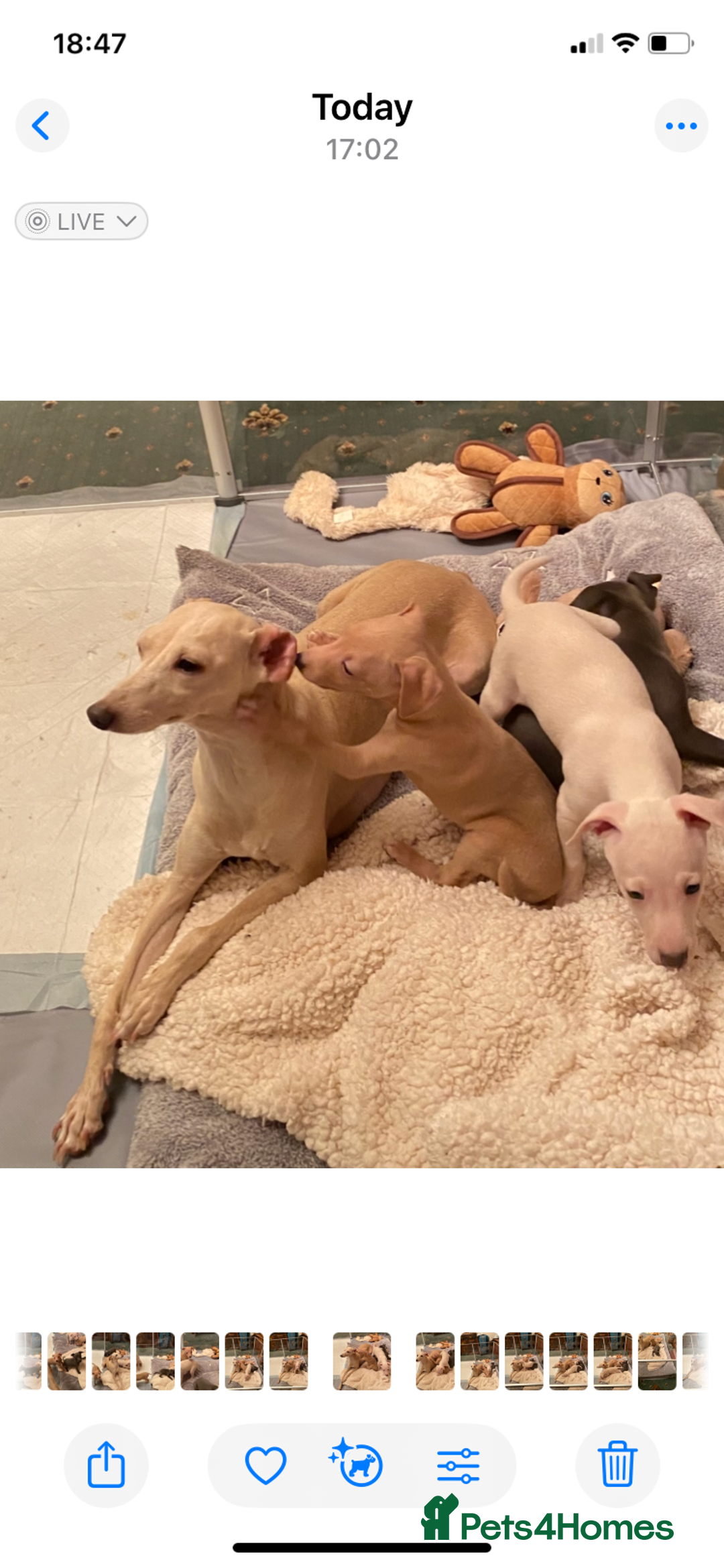 Italian Greyhound dogs for sale: ITALIAN GREYHOUND PUPPIES  - Advert 5