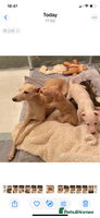 Italian Greyhound dogs ITALIAN GREYHOUND PUPPIES - Advert 3
