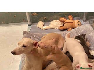 Italian Greyhound dogs ITALIAN GREYHOUND PUPPIES - Advert 8